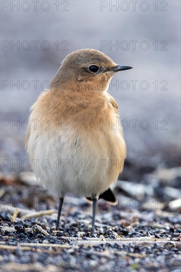 Wheatear, Heligoland