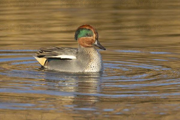 Common teal duck (Anas crecca) adult male bird on a lake, Norfolk, England, United Kingdom, Europe