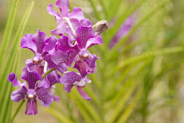 Purple vanda orchid flower in botanical garden, selective focus, copy space, malaysia, Kuching orchid park