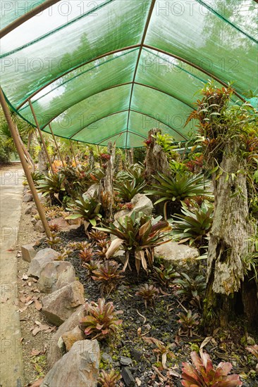 Orchid and bromeliad flower beds in botanical garden, selective focus, copy space, malaysia, Kuching orchid park