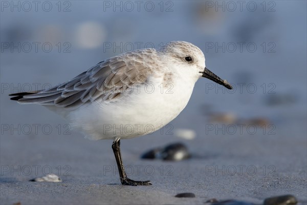 Sanderling