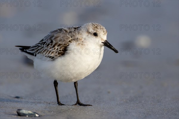 Sanderling