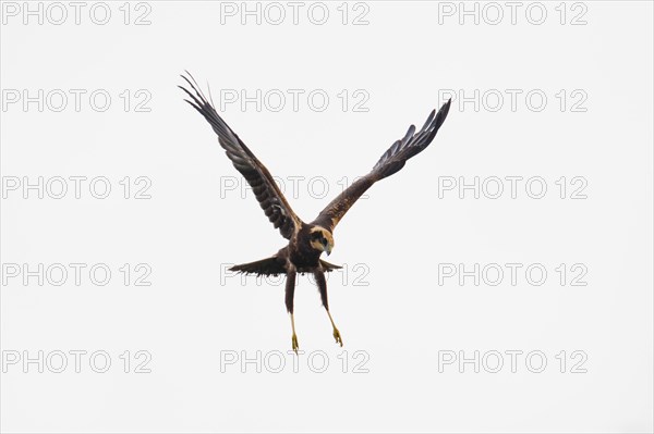 Western marsh-harrier (Circus aeruginosus), Emsland, Lower Saxony, Germany, Europe