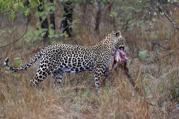Leopard (Panthera pardus), adult, carrying prey, Sabi Sand Game Reserve, Kruger NP, Kruger National Park, South Africa, Africa
