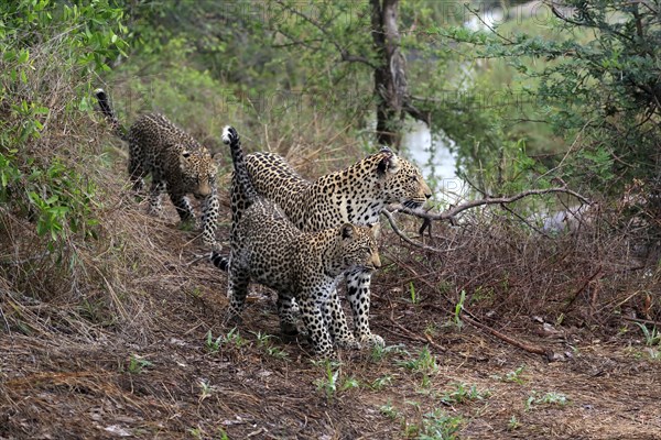 Leopard (Panthera pardus), adult, cubs, group, running, stalking, Sabi Sand Game Reserve, Kruger NP, Kruger National Park, South Africa, Africa