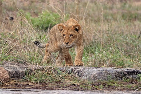 Lion (Panthera leo), young, stalking, alert, Sabi Sand Game Reserve, Kruger National Park, Kruger National Park, South Africa, Africa