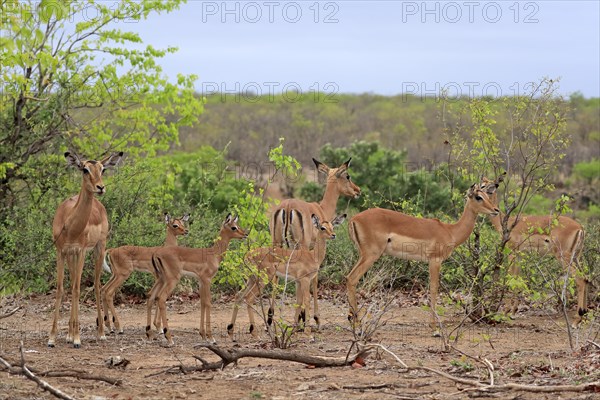 Black Heeler Antelope, (Aepyceros melampus), group, adult, female, young, group of females with young, mother with young, Kruger National Park, Kruger National Park, South Africa, Africa