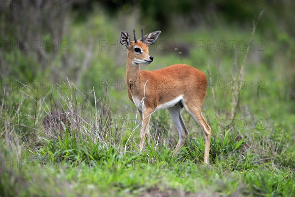 Steenbok (Raphicerus campestris), adult, male, foraging, vigilant, dwarf antelope, Kruger National Park, Kruger National Park, South Africa, Africa