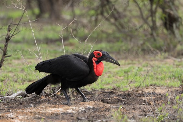 Southern ground hornbill (Bucorvus leadbeateri), adult, foraging, alert, Kruger National Park, Kruger National Park, South Africa, Africa