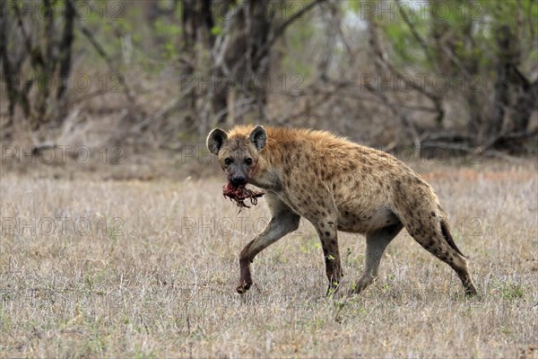 Spotted hyena (Crocuta crocuta), adult, with prey, carrying prey, running, Sabi Sand Game Reserve, Kruger National Park, Kruger National Park, South Africa, Africa