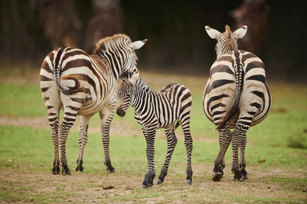 Plains zebra (Equus quagga) mother with foal in the dessert, captive, distribution Africa