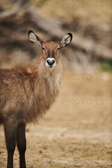 Waterbuck (Kobus defassa), portrait, captive, distribution Africa