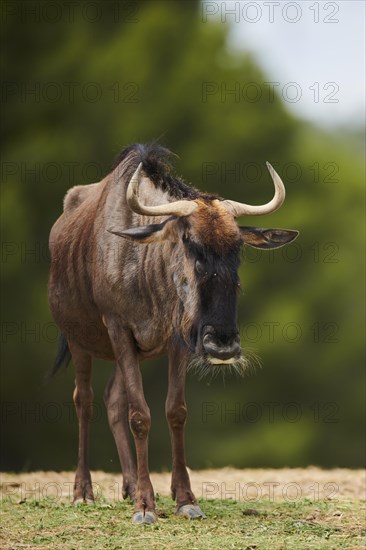 Blue wildebeest (Connochaetes taurinus) in the dessert, captive, distribution Africa