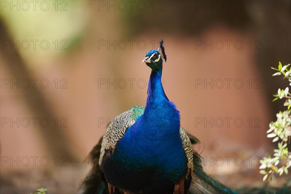 Indian peafowl (Pavo cristatus), portrait, France, Europe