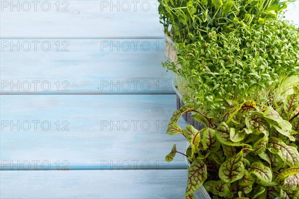 Set of boxes with microgreen sprouts of sorrel, pea, cilantro on blue wooden background. Side view, copy space