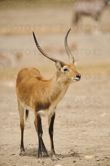 Southern lechwe (Kobus leche) in the dessert, captive, distribution Africa