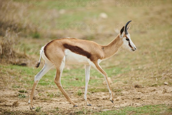 Springbok (Antidorcas marsupialis) in the dessert, captive, distribution Africa