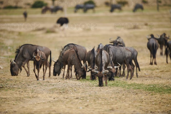 Blue wildebeest (Connochaetes taurinus) in the dessert, captive, distribution Africa