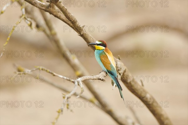 European bee-eater (Merops apiaster) sitting on a branch, France, Europe