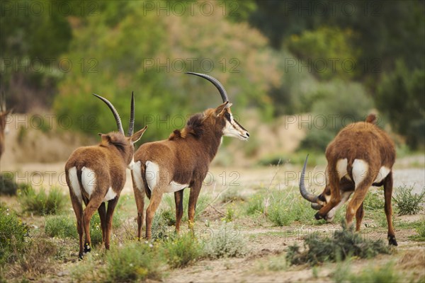 Sable antelope (Hippotragus niger), portrait, in the dessert, captive, distribution Africa