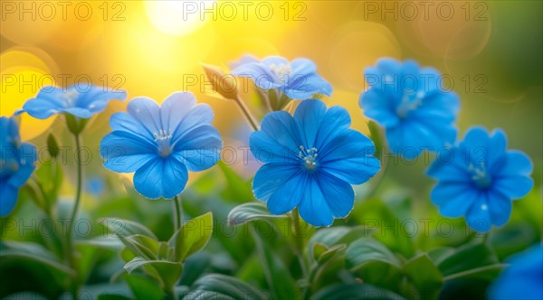 Vibrant Ceratostigma willmottianum Forest Blue flowers with green leaves and a lively bokeh effect in sunlight, AI generated