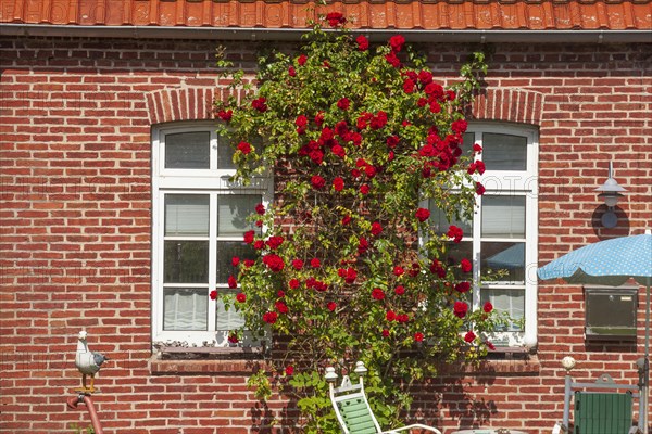 Window with red climbing roses on a brick house in Varel harbour, Varel, Lower Saxony, Germany, Europe