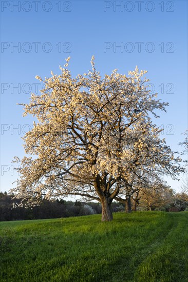 Landscape with white blossoming fruit trees in a meadow in spring, a tree in the foreground. The sky is blue, the sun is still shining on the tree, it is evening. Between Neckargemuend and Wiesenbach, Rhine-Neckar district, Kleiner Odenwald, Baden-Wuerttemberg, Germany, Europe