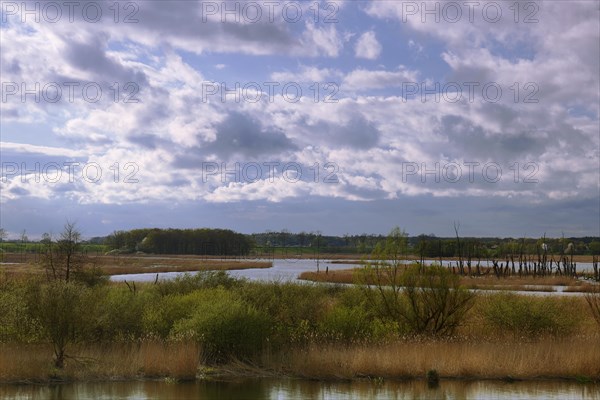 Wetland biotope in the Peene valley, waterlogged meadows, rare habitat for endangered plants and animals, view of the Randow loop of the Peene from the village of Pensin, cut through a meander of the Peene, rewetting of agricultural land, Peene Valley River Landscape nature park Park, Mecklenburg-Western Pomerania, Germany, Europe