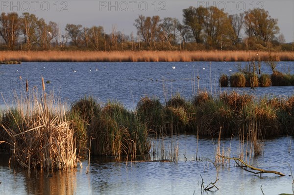 Wetland biotope in the Peene Valley, overwatered meadows, rare habitat for endangered plants and animals, Grosser Rosin nature reserve, rewetting of agricultural land, important breeding area for rare birds, Peene Valley River Landscape nature park Park, Mecklenburg-Western Pomerania, Germany, Europe