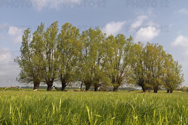 Wetland biotope in the Peene valley, waterlogged meadows, rare habitat for endangered plants and animals, Flusslandschaft Peenetal nature park Park, Mecklenburg-Western Pomerania, Germany, Europe