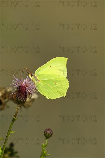 Brimstone (Gonepteryx rhamni) feeding on a thistle (Cirsium arvense) flower, Wilden, North Rhine-Westphalia, Germany, Europe