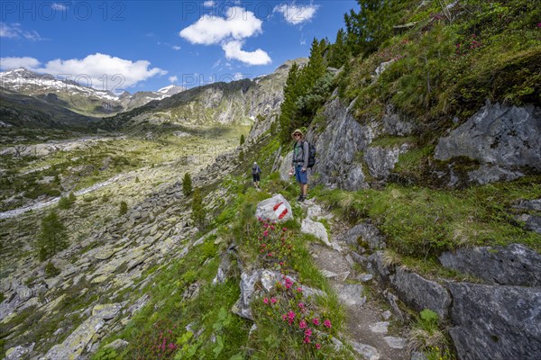 Mountaineer on a hiking trail with blooming alpine roses, behind mountain peak and Hornkeesbach near the Berliner Huette, Berliner Hoehenweg, Zillertal Alps, Tyrol, Austria, Europe