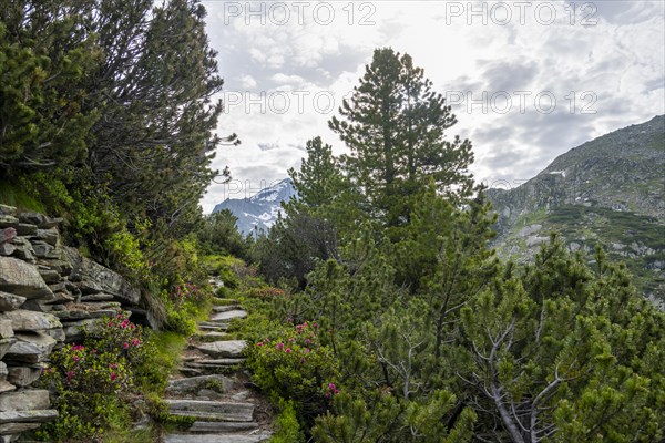 Hiking trail in a picturesque mountain landscape with alpine roses, Berliner Hoehenweg, Zillertal Alps, Tyrol, Austria, Europe