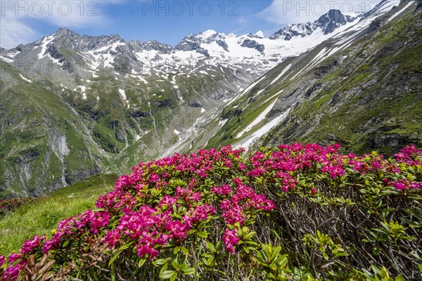 Picturesque mountain landscape with blooming alpine roses, behind mountain peak Grosser Loeffler and Oestliche Floitenspitze with glacier Floitenkees, valley Floitengrund, Berliner Hoehenweg, Zillertal Alps, Tyrol, Austria, Europe