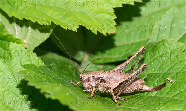 Dark bush-cricket (Pholidoptera griseoaptera) or common bush cricket, female, sitting on bramble leaf (Rubus sect. Rubus), Mecklenburg Lake District, Mecklenburg-Western Pomerania, Germany, Europe