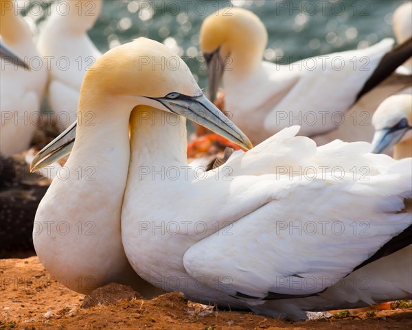 Two gannets (Morus bassanus) (synonym: Sula bassana) with white plumage cuddle together, touch gently, wrap their necks around each other, tenderness, affection, embrace, close-up with other gannets and sea in the background, red rock cliff, gannet colony on the Lummenfelsen, Helgoland Island, North Sea, Schleswig-Holstein, Germany, Europe