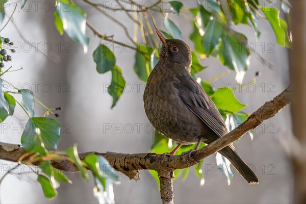 Blackbird (Turdus merula) - female foraging for ivory berries in winter. Bas-Rhin, Alsace, Grand Est, France, Europe