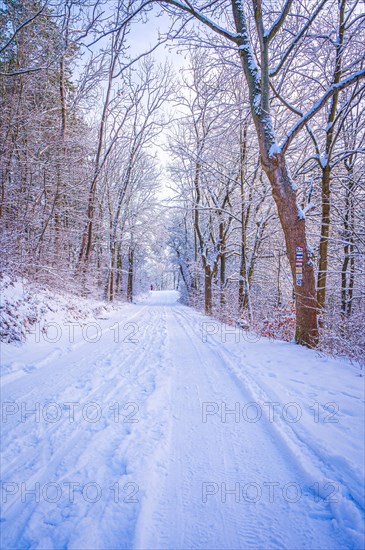 Hiking trails covered with snow in the mixed forest on the Kernberge in Jena in winter, Jena, Thuringia, Germany, Europe