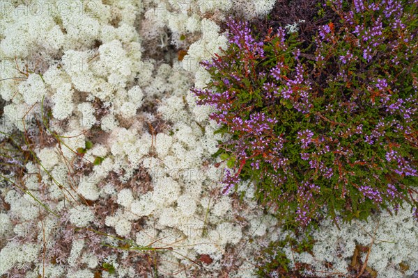 Broom common heather (Calluna vulgaris), true reindeer lichen (Cladonia rangiferina), nature photograph, Tynset, Innlandet, Norway, Europe