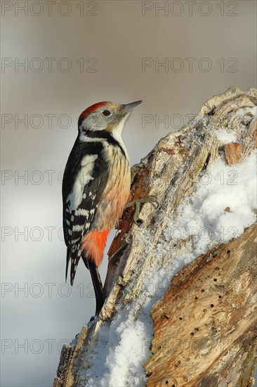 Middle spotted woodpecker (Dendrocopos medius), looking for food on snow-covered dead wood, Wilnsdorf, North Rhine-Westphalia, Germany, Europe