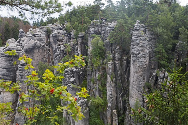 Sandstone rocks rise up in the middle of a dense forest against a cloudy sky, Prachovske skaly, Prachov Rocks, Bohemian Paradise, Cesky raj, Czech Republic, Europe