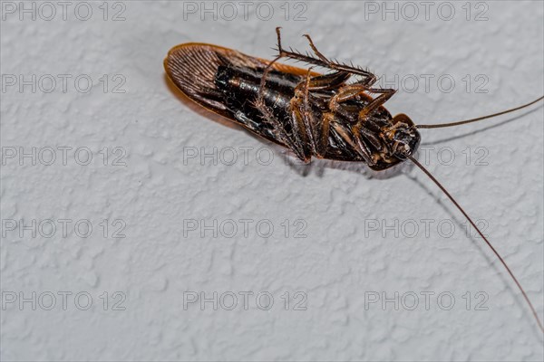 Close up of dead winged cockroach on isolated textured white background