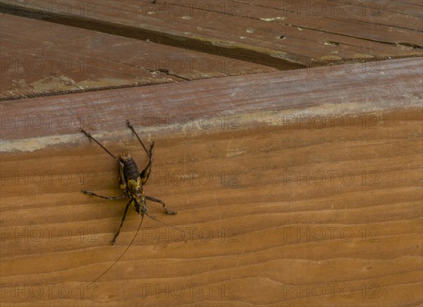 Large brown and black cricket on side of wooden board