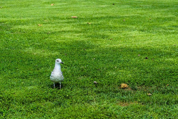 Seagull in field of grass in public park near ocean in Istanbul, Turkiye