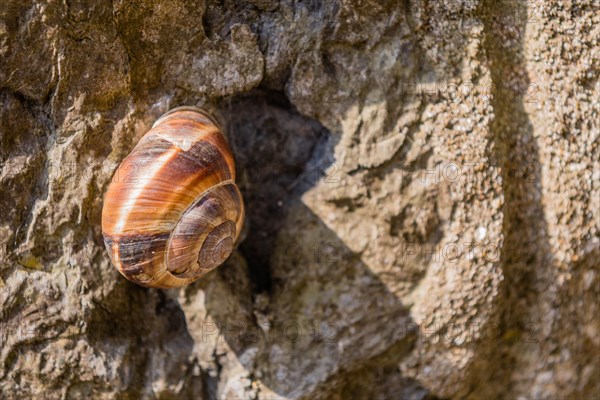 Closeup of snail in sunshine on rough concrete wall in Istanbul, Tuerkiye