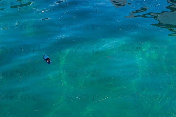 Lost leather shoe floating in greenish ocean water