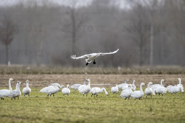 Tundra swans (Cygnus bewickii) approaching, Emsland, Lower Saxony, Germany, Europe