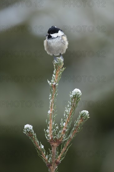 Coal tit (Periparus ater) adult bird on a snow covered Christmas tree in winter, Suffolk, England, United Kingdom, Europe