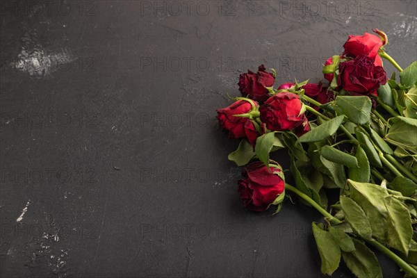 Withered, decaying, roses flowers on black concrete background. Side view, copy space, still life. Death, depression concept