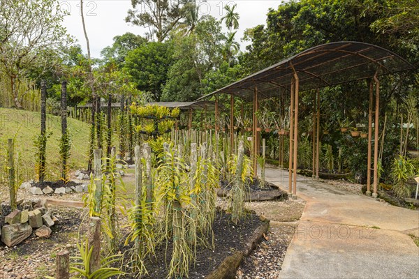 Orchid and bromeliad flower beds in botanical garden, selective focus, copy space, malaysia, Kuching orchid park